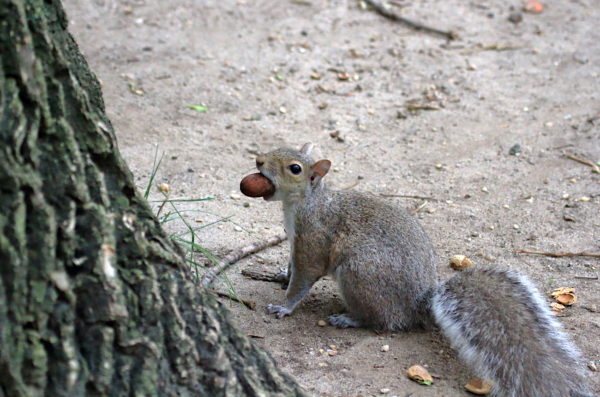 Squirrel with a nut in its mouth looking at camera