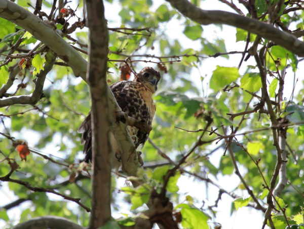 Washington Square Park Hawk fledgling in tree