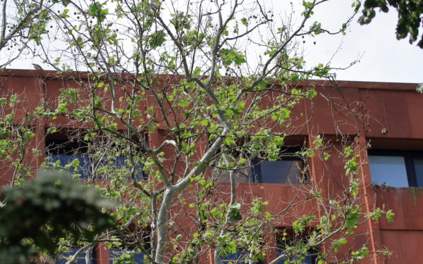 male hawk on library and the babies in the nest