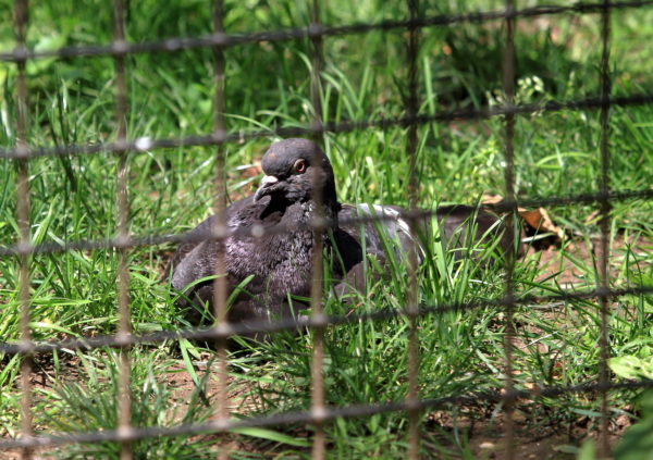 Pigeon resting Washington Square Park lawn