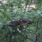 Fledgling Red-Tailed Hawk in NYC street tree
