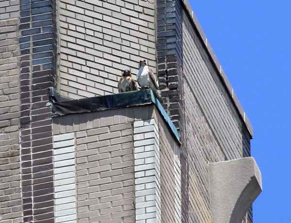 Adult Red-tailed Hawks sitting on building