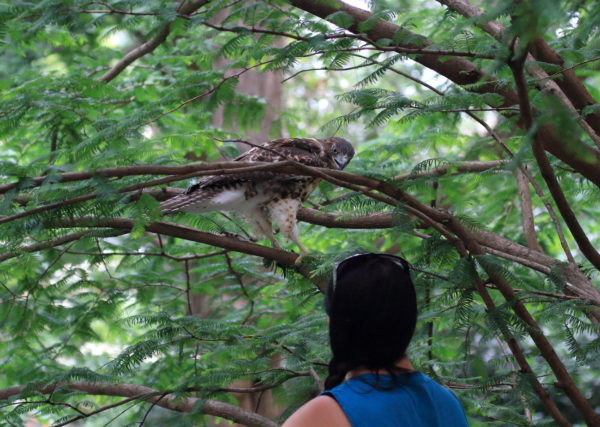 Fledgling Hawk looks at WINORR's Cathy Horvath after release in a tree
