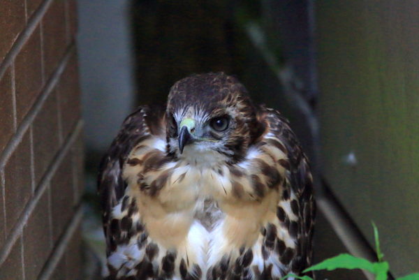 Fledgling Red-tailed Hawk closeup