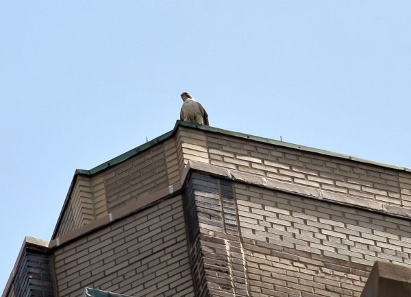Juno the Red-tailed Hawk sitting on top of One Fifth Avenue building
