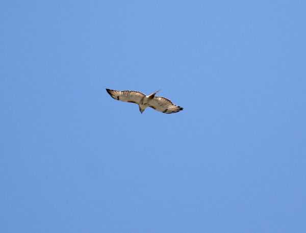 Juno the Red-tailed Hawk flying