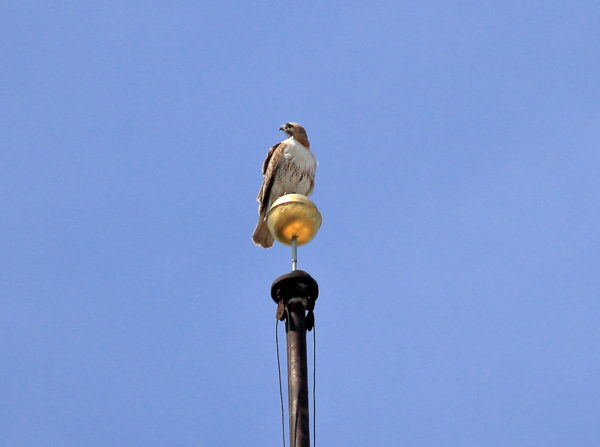Male Red-tailed Hawk looking up from flag pole perch