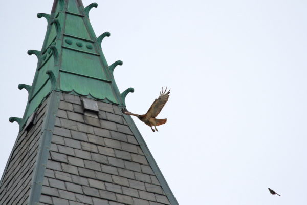 Sadie chased by Mockingbird as she flies by building spire