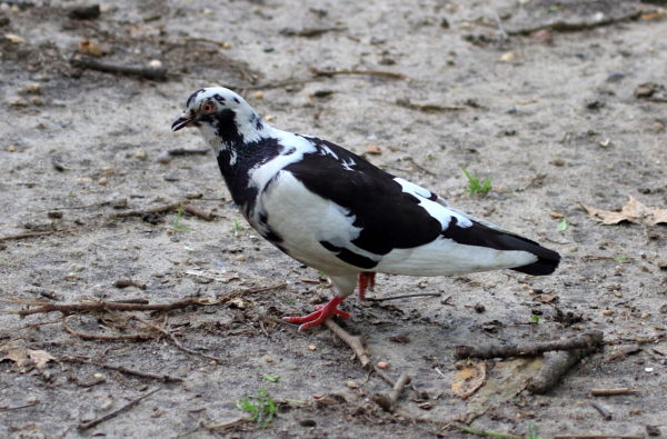 Black and white pigeon Washington Square Park lawn