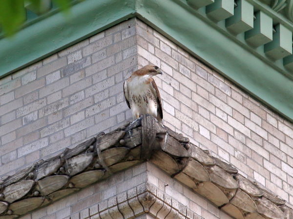male Hawk sitting on building corner