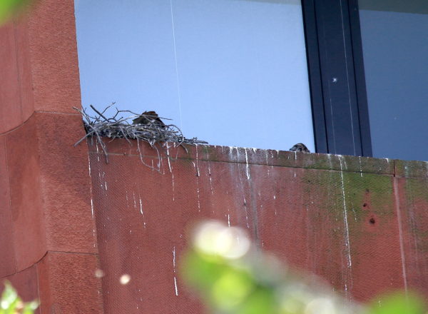Male Hawk in nest, baby Hawk crying