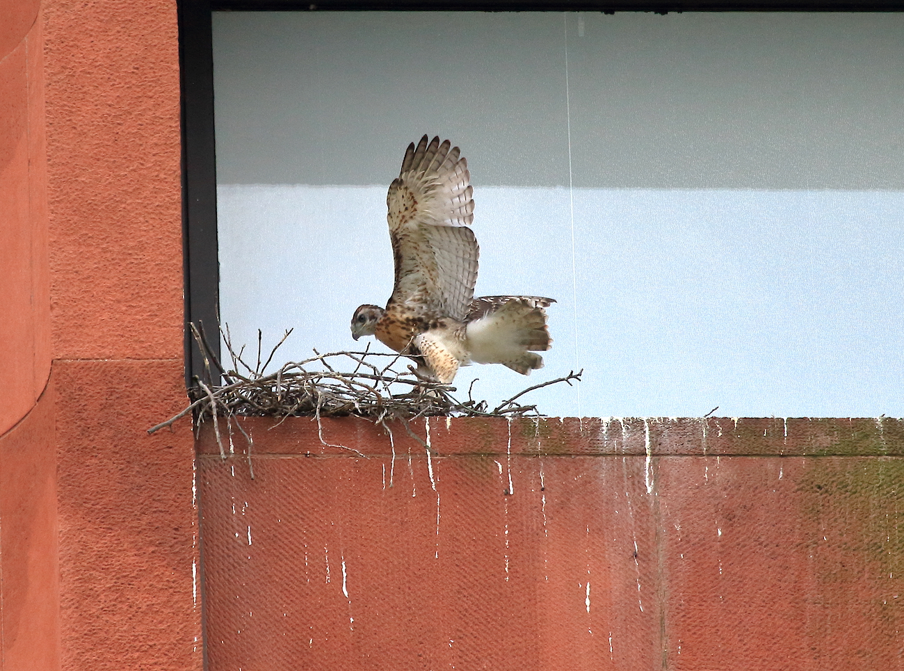 Sadie’s flights close to the nest, babies’ jump-flaps – June 3rd, 2019 ...