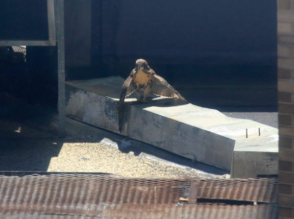 Hawk fledgling on NYU cogeneration plant