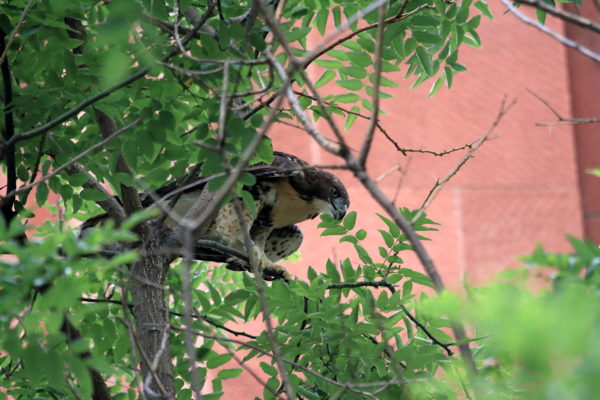 Hawk fledgling looking out from tree