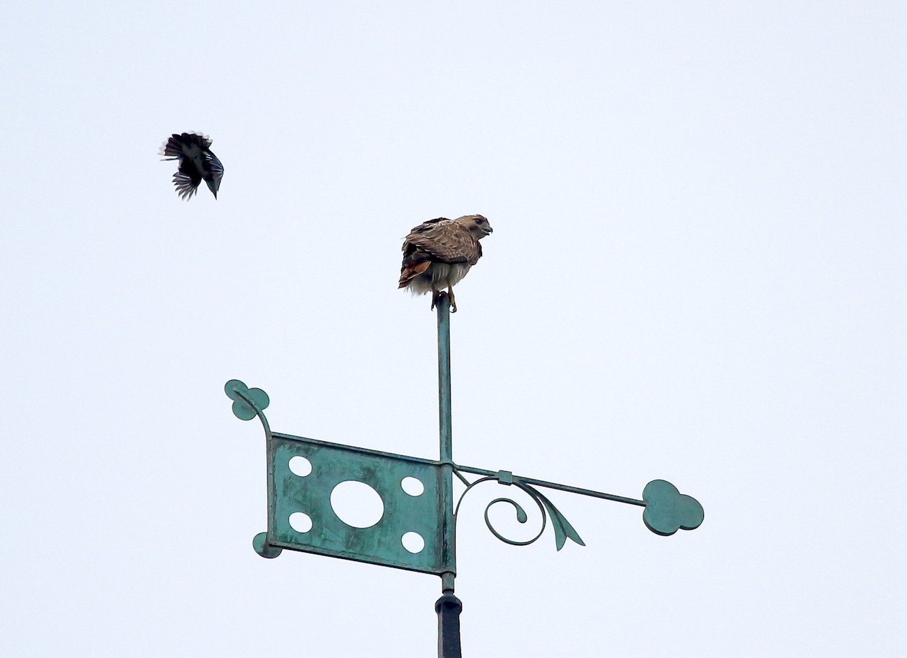 Juno the Red-tailed Hawk sitting on the Jefferson Library tower