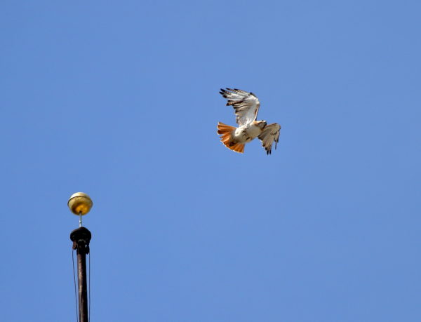 Male Red-tailed Hawk leaping off flag pole