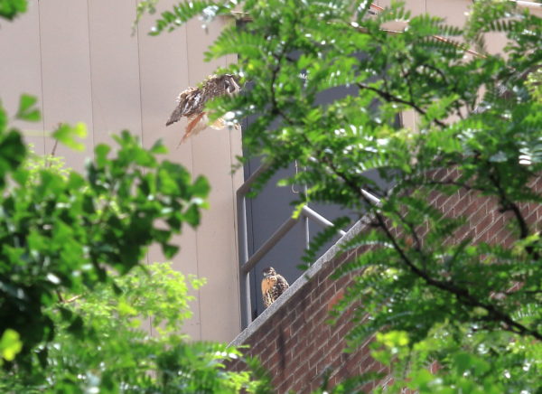 Male Hawk flies to the fledgling