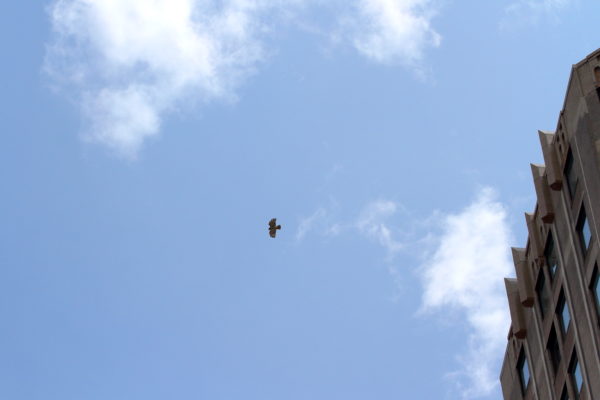 Sadie Red-tailed Hawk flying from building