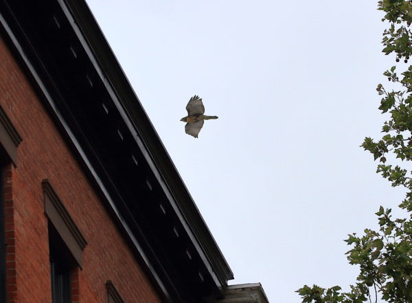 Fledgling Hawk flies over low city buildings