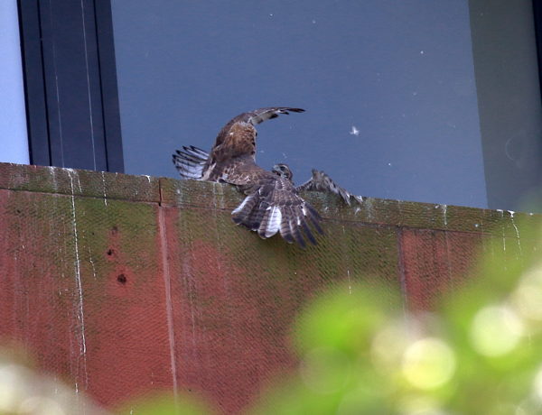 Male Hawk attacking baby Hawk