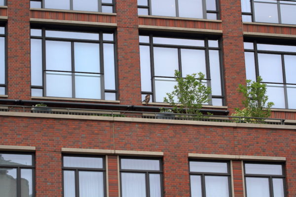 Fledgling Washington Square Park Hawk on apartment building