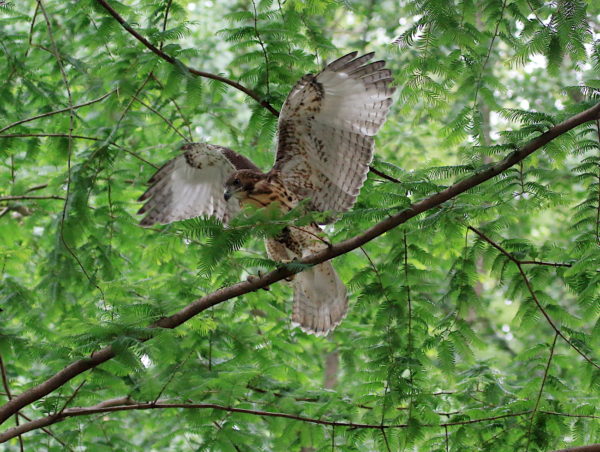 Fledgling Washington Square Park Hawk standing on branch with wings outstretched