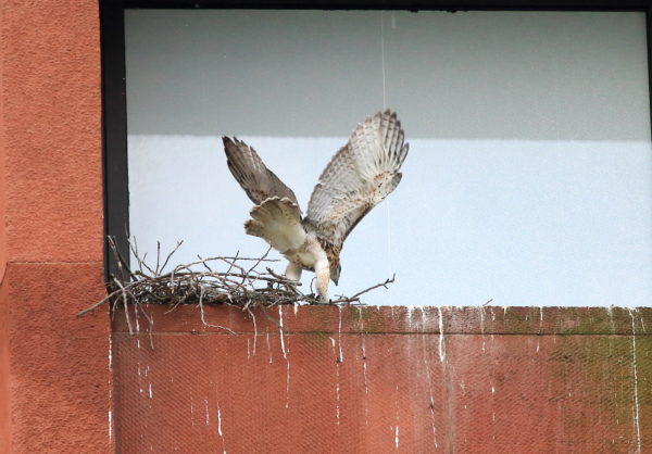 Hawk baby flapping on NYU nest ledge