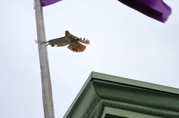 Red-tailed Hawk leaping off NYU building