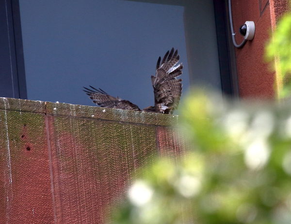Male Hawk attacking baby on nest ledge