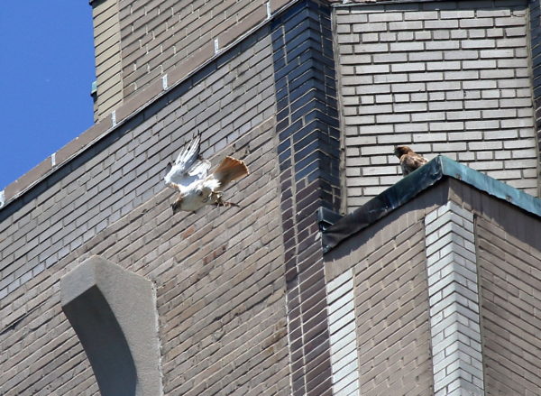 Male Hawk leaps off building