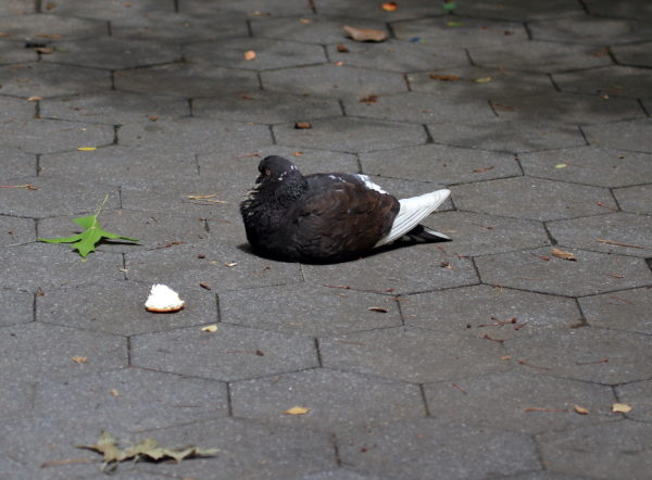 Washington Square Park pigeon resting on path