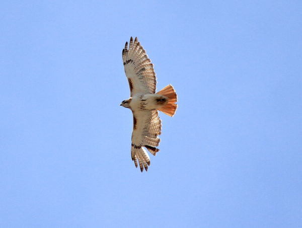 Male Red-tailed Hawk circling above NYC block