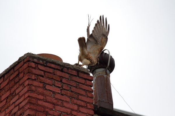 Sadie diving off building with prey in her talons