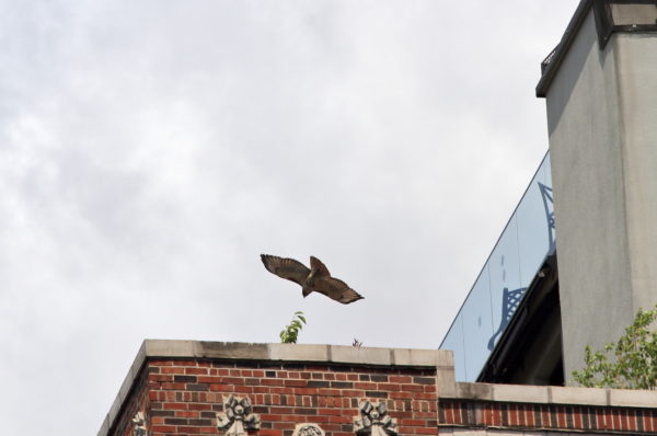 Sadie the female Red-tailed Hawk flying over NYC buildings