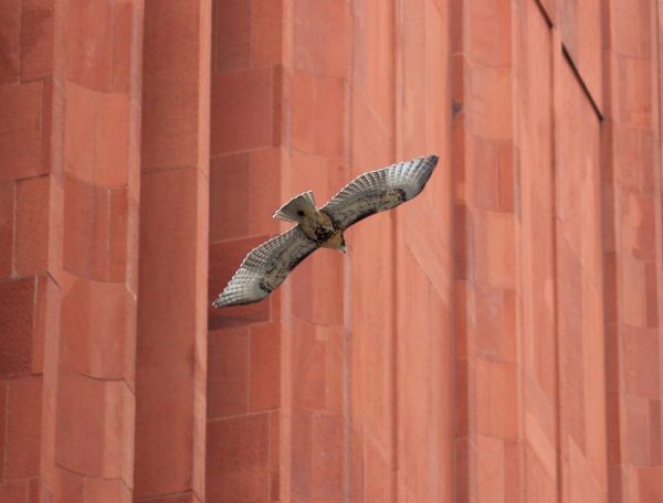Washington Square Park Hawk fledgling flying along building