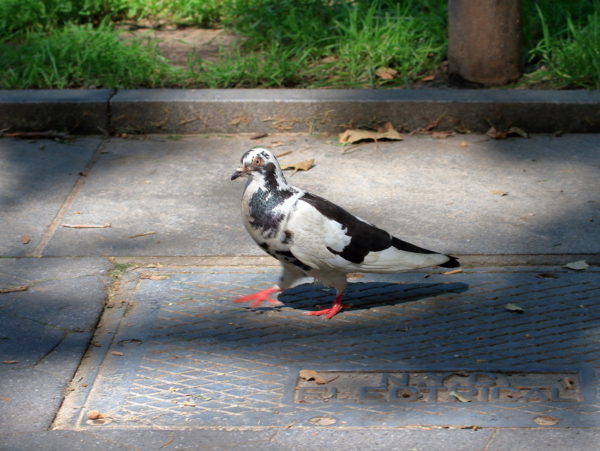 Dover the Washington Square Park pigeon