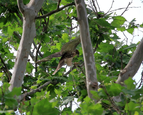 Fledgling Hawk hopping on branches