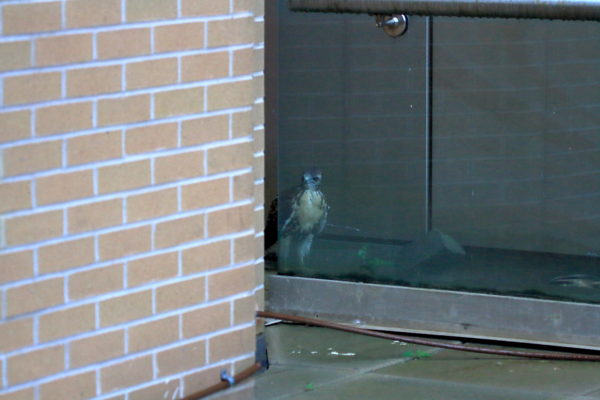 Fledgling Hawk sitting behind glass railing