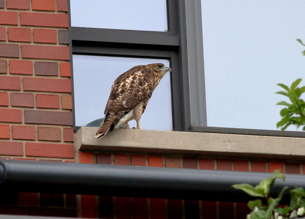 Fledgling Hawk sitting on NYC apartment window sill
