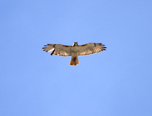 Male Red-tailed Hawk circling in sky