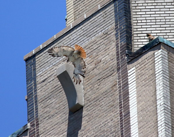 Male Hawk flying along building