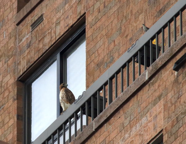 Mockingbird sitting near Sadie Hawk on a terrace