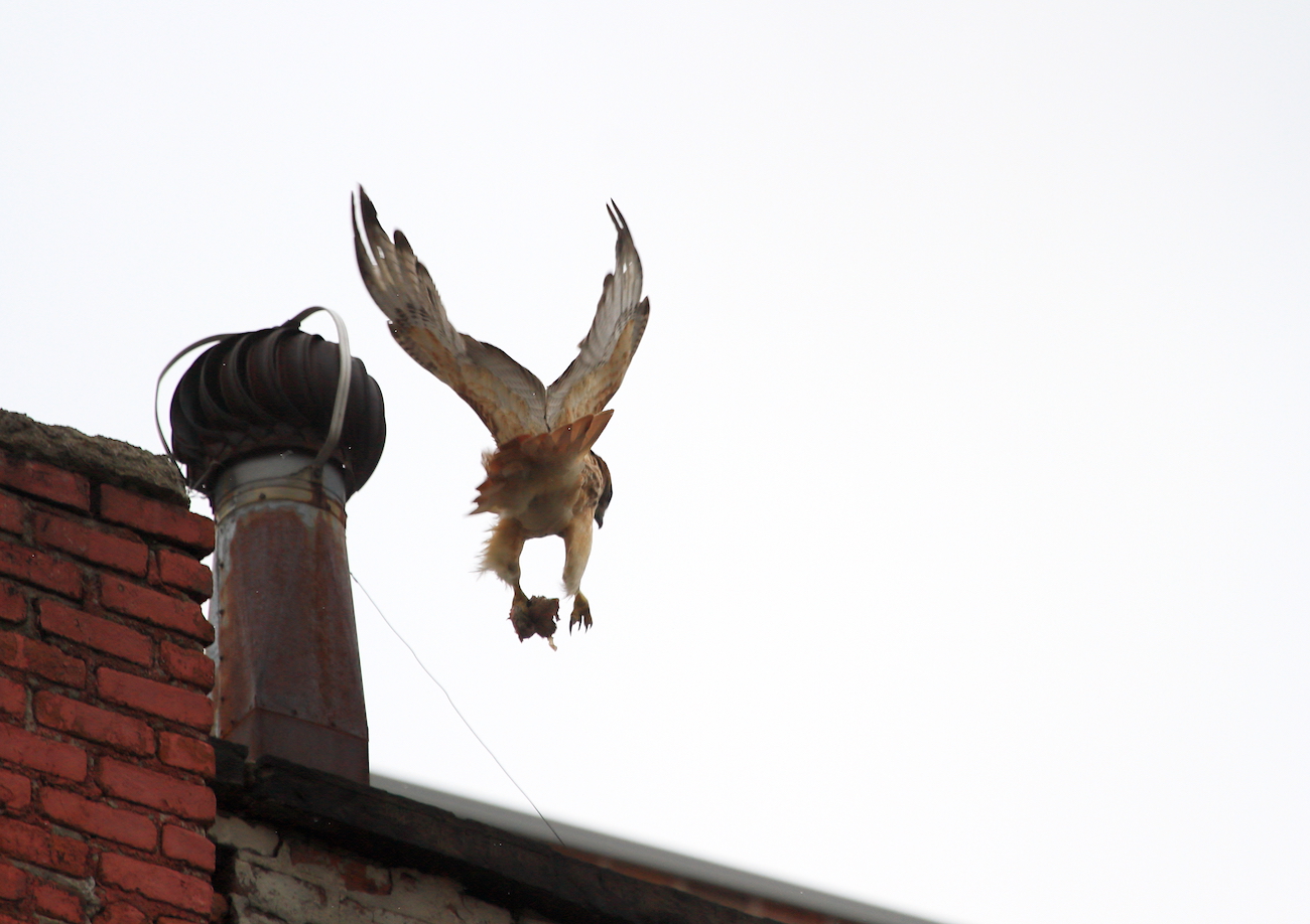 Sadie descending to building top with prey in her talons