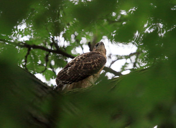 Fledgling Hawk in a tree looking up