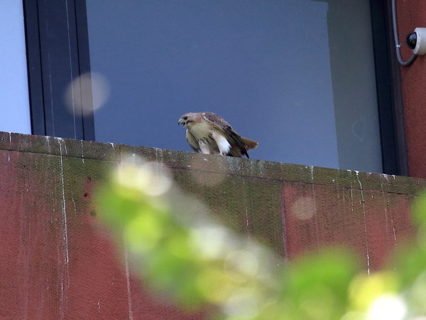 Male Hawk screaming on nest ledge