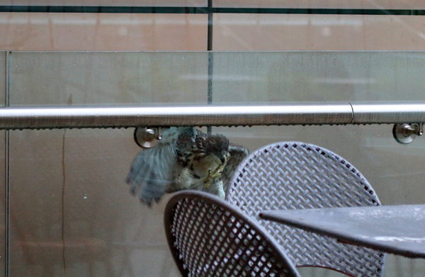 Fledgling Hawk sliding down glass wall