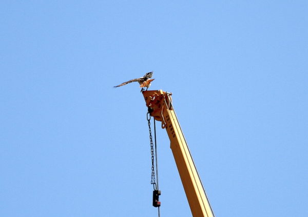Red-tailed Hawk landing on construction crane