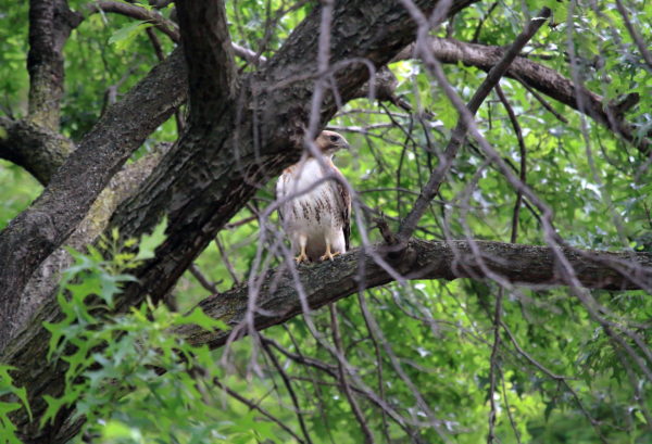 Juno the male Red-tailed Hawk sitting on a tree branch