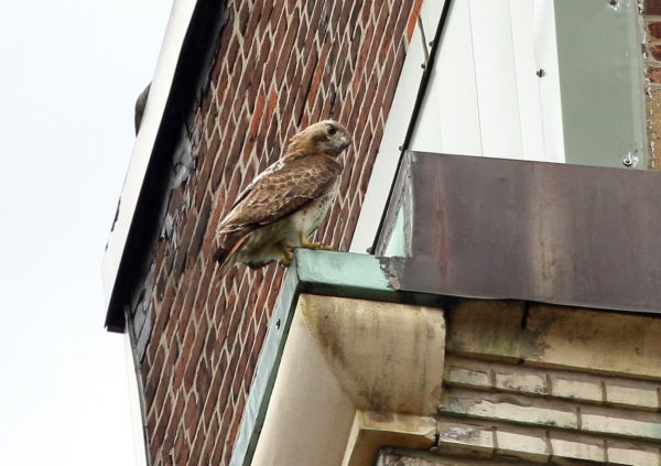 Male Hawk Juno looking down from building