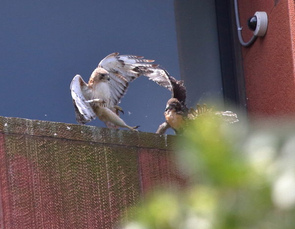 Male Hawk attacking baby, both falling over the edge